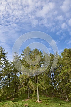 A small wood of Scots pines, Pinus sylvestris on a Glacial mound on the edge of a Small Valley in the Angus Glens.