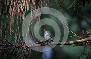 Small wood thrush bird perched on a thin branch amongst trees in a forest