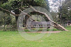 A small wooden bench in the middle of a park with green grass and a tree that is growing sidewards giving a deserted feeling