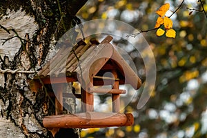 Small wooden birdhouse in a birch alley