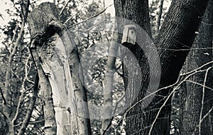 Small wooden box hanging on the parts of a tree