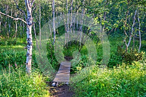 Small wooden bridge over a stream