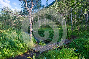 Small wooden bridge over a stream