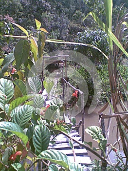 Small wooden bridge, River in Oxapampa countryside, Central Peruvian Rain Fores