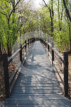 Small wooden bridge in Yeouido park