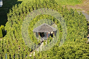 A small wooden gazebo in the middle of a vineyard in Prague, Czech republic