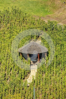 A small wooden gazebo in the middle of a vineyard in Prague, Czech republic