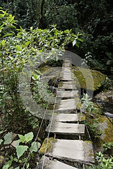 Small wooden hanging bridge on the way to Valle de Cocora, Cocora Valley, Eje Cafetero, Salento, Colombia