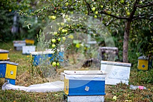 Small wooden hives nestled amidst the greenery of the garden serve as nuclei for bee colony growth