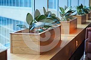 A small wooden plant pot displayed in the window