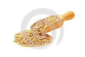 Small wooden spoon or scoop with organic wheats isolated on white background