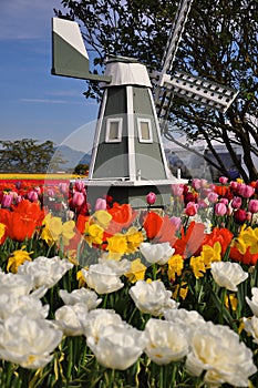 A small wooden windmill amonst tulip fields