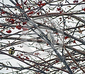 Small woodpecker a bird with the Latin name Picoides minor sits on a tree in winter