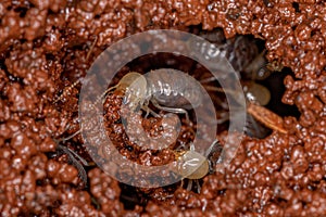 Small Worker Termites