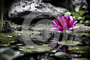 The small world of a pond and a pink water lily