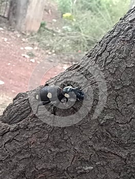 A small worm sitting on a tree branch photo