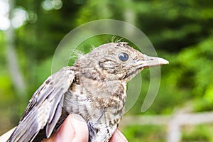 Small wounded bird cared for by nature lover