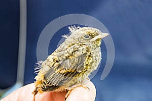 Small wounded bird cared for by nature lover