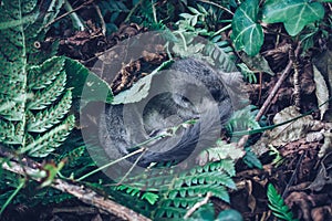 small wounded dormouse