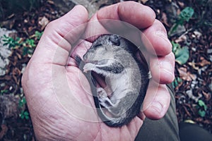 small wounded dormouse in the hand