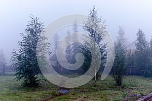 A small Yakut barn toilet stands at the end of the path between two birch trees.