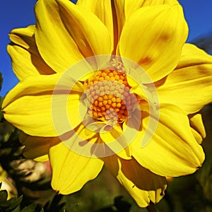 Small yallow flower image