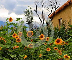 A small yard full of sunflowers