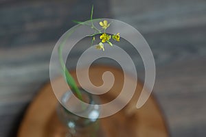 A small yellow arugula flower stands on the sawing of a tree