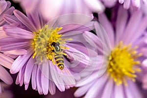 A small yellow bee collects pollen on a pink flower.