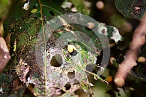 Some yellow beetles growing on the leaf photo