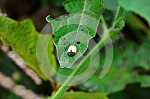 A small yellow beetle resting on the leaf photo