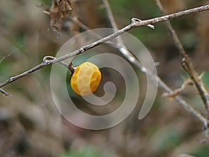 Small Yellow Berry on a Bare Branch in Wintertime