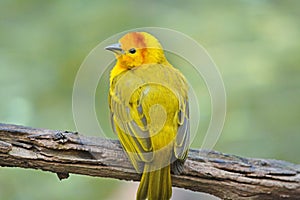 Small yellow bird