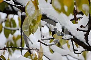 small yellow bird on a branch with snow