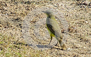 Small yellow bird on the ground