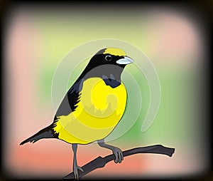 Small yellow bird illustration