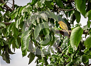 Small yellow bird Male Orange-fronted Yellow Finch in a tree - Cali, Colombia