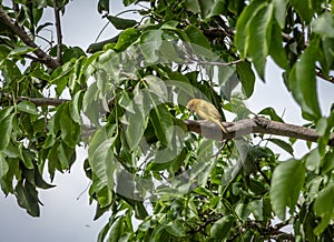 Small yellow bird Male Orange-fronted Yellow Finch in a tree - Cali, Colombia