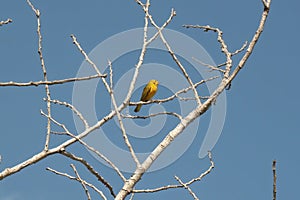 Small yellow bird perched on bare branches