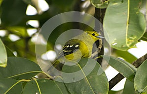 small yellow bird sitting on tree