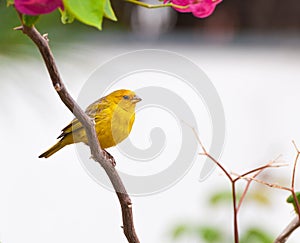 Small yellow bird on tree branch with thorns and pink flowers