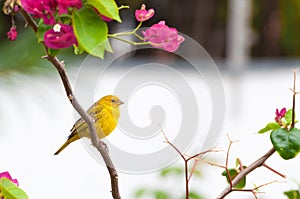 Small yellow bird on tree branch with thorns and pink flowers