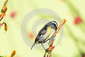 Small yellow and black bird feeding on nectar from an orange flower