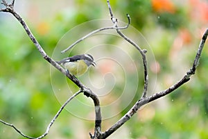 Small yellow and black bird singing in the rain