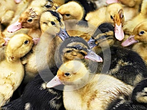 Small yellow and black ducks