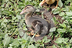 Small yellow and black ducks grazing summer day on green grass