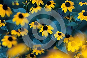 Small yellow bright summer flowers on a background of blue foliage in a fairy garden. Macro artistic image.