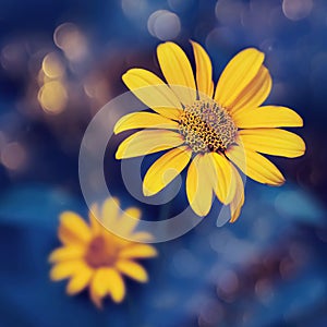 Small yellow bright summer flowers on a background of blue foliage in a fairy garden. Macro artistic image. Selective focus.