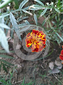 Small yellow brown color flower with foldings in centre photo