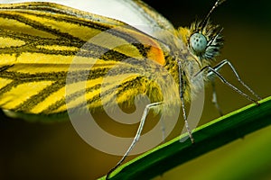 Macro of Pieris melete Ã¯Â¼ËButterflyÃ¯Â¼â°